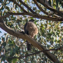 Accipiter cirrocephalus at Thurgoona, NSW - 13 Aug 2023