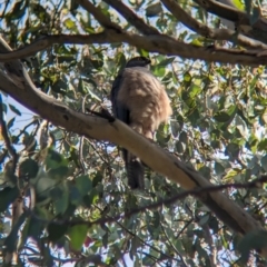 Accipiter cirrocephalus at Thurgoona, NSW - 13 Aug 2023