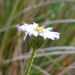 Lagenophora stipitata (Common Lagenophora) at Deua National Park (CNM area) - 2 Jun 2023 by RobG1