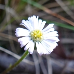 Lagenophora stipitata at Wyanbene, NSW - 2 Jun 2023