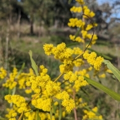 Acacia hakeoides (Hakea Wattle) at Corry's Wood - 13 Aug 2023 by Darcy