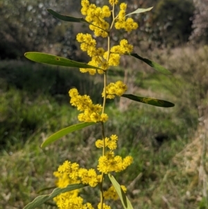 Acacia hakeoides at Thurgoona, NSW - 13 Aug 2023 02:24 PM