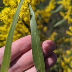 Acacia hakeoides at Thurgoona, NSW - 13 Aug 2023 02:24 PM