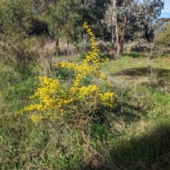 Acacia hakeoides at Thurgoona, NSW - 13 Aug 2023