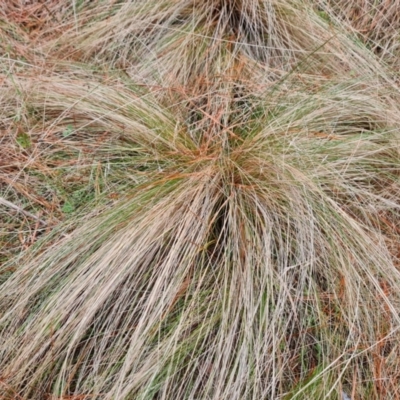 Nassella trichotoma (Serrated Tussock) at Isaacs Ridge and Nearby - 13 Aug 2023 by Mike