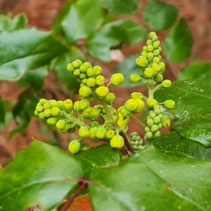 Berberis aquifolium at Isaacs, ACT - 13 Aug 2023 04:25 PM