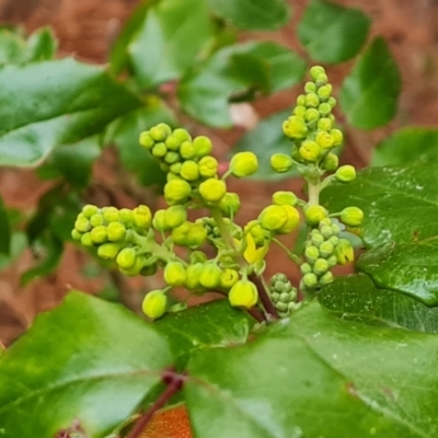 Berberis aquifolium (Oregon Grape) at Isaacs, ACT - 13 Aug 2023 by Mike