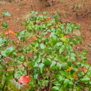 Berberis aquifolium at Isaacs, ACT - 13 Aug 2023 04:25 PM