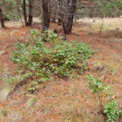 Berberis aquifolium at Isaacs, ACT - 13 Aug 2023