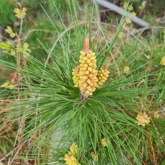 Pinus radiata (Monterey or Radiata Pine) at Jerrabomberra, ACT - 13 Aug 2023 by Mike