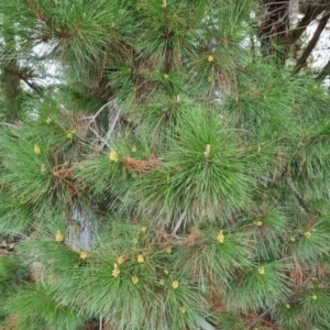 Pinus radiata at Jerrabomberra, ACT - 13 Aug 2023