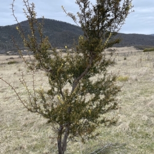 Acacia siculiformis at Rendezvous Creek, ACT - 13 Aug 2023