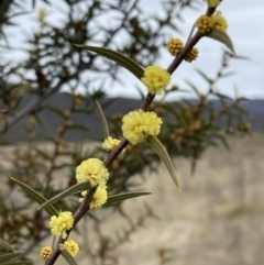 Acacia siculiformis at Rendezvous Creek, ACT - 13 Aug 2023 10:51 AM