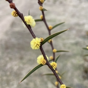 Acacia siculiformis at Rendezvous Creek, ACT - 13 Aug 2023