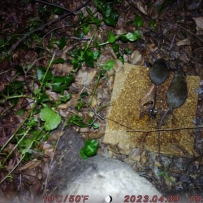 Rattus rattus (Black Rat) at Sullivans Creek, Acton - 13 Aug 2023 by RoryANU