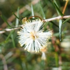 Acacia ulicifolia (Prickly Moses) at QPRC LGA - 2 Jun 2023 by RobG1