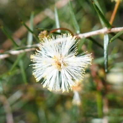 Acacia ulicifolia (Prickly Moses) at Wyanbene, NSW - 2 Jun 2023 by RobG1