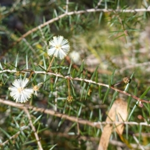 Acacia ulicifolia at Wyanbene, NSW - 2 Jun 2023