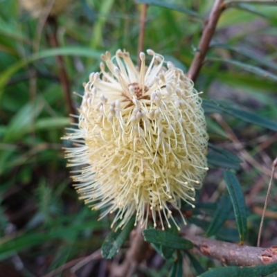 Banksia marginata (Silver Banksia) at Wyanbene, NSW - 2 Jun 2023 by RobG1