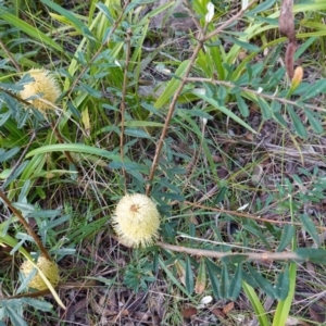 Banksia marginata at Wyanbene, NSW - 2 Jun 2023