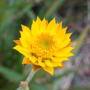 Xerochrysum bracteatum at Wyanbene, NSW - 2 Jun 2023