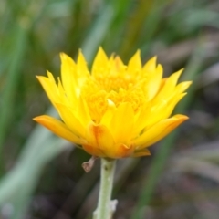 Xerochrysum bracteatum at Wyanbene, NSW - 2 Jun 2023