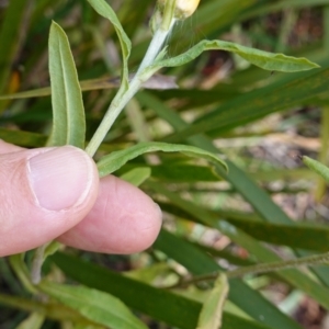 Xerochrysum bracteatum at Wyanbene, NSW - 2 Jun 2023