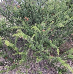 Grevillea juniperina subsp. fortis at Belconnen, ACT - 13 Aug 2023