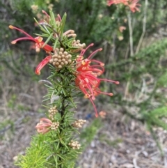 Grevillea juniperina subsp. fortis at Belconnen, ACT - 13 Aug 2023