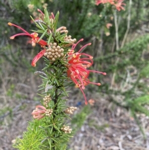 Grevillea juniperina subsp. fortis at Belconnen, ACT - 13 Aug 2023