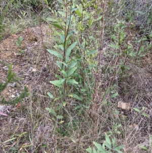 Hakea salicifolia subsp. salicifolia at Belconnen, ACT - 13 Aug 2023 11:45 AM