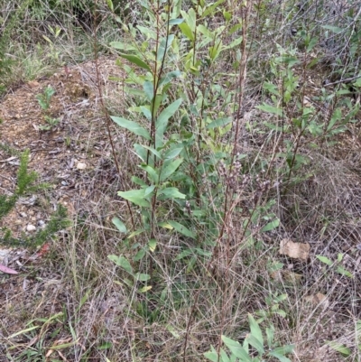 Hakea salicifolia subsp. salicifolia (Willow-leaved Hakea) at Belconnen, ACT - 13 Aug 2023 by JohnGiacon