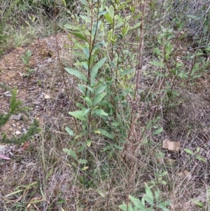Hakea salicifolia subsp. salicifolia at Belconnen, ACT - 13 Aug 2023
