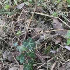 Hedera sp. (helix or hibernica) (Ivy) at Emu Creek - 13 Aug 2023 by JohnGiacon