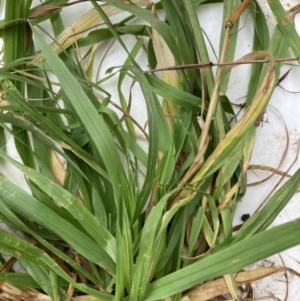 Bromus catharticus at Belconnen, ACT - 13 Aug 2023