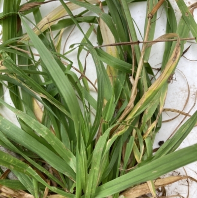 Bromus catharticus (Prairie Grass) at Emu Creek - 13 Aug 2023 by JohnGiacon