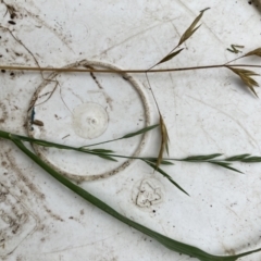 Bromus catharticus at Belconnen, ACT - 13 Aug 2023