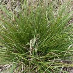 Carex inversa (Knob Sedge) at Belconnen, ACT - 13 Aug 2023 by JohnGiacon