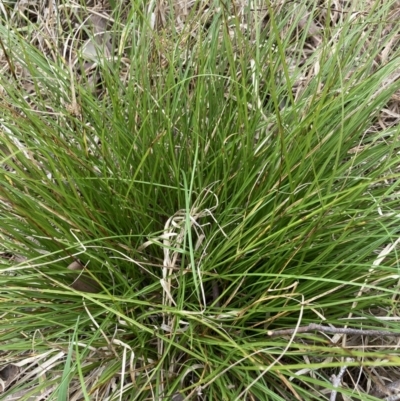 Carex inversa (Knob Sedge) at Emu Creek - 13 Aug 2023 by JohnGiacon