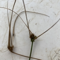 Carex inversa at Belconnen, ACT - 13 Aug 2023