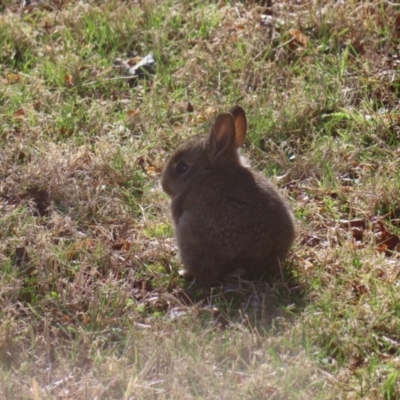 Oryctolagus cuniculus (European Rabbit) at Braidwood, NSW - 13 Aug 2023 by MatthewFrawley