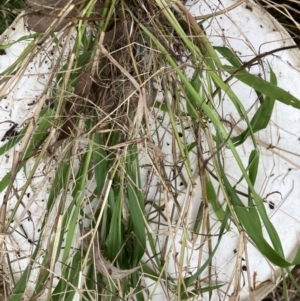 Ehrharta erecta at Belconnen, ACT - 13 Aug 2023