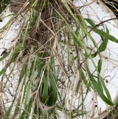 Ehrharta erecta (Panic Veldtgrass) at Belconnen, ACT - 13 Aug 2023 by JohnGiacon
