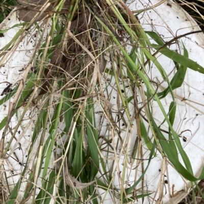 Ehrharta erecta (Panic Veldtgrass) at Flea Bog Flat to Emu Creek Corridor - 13 Aug 2023 by JohnGiacon