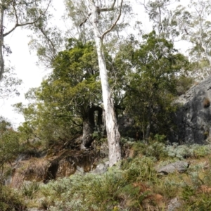 Brachychiton populneus subsp. populneus at Wyanbene, NSW - 2 Jun 2023