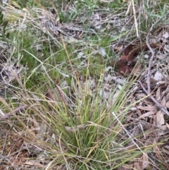 Unverified Grass at Belconnen, ACT - 13 Aug 2023 by JohnGiacon
