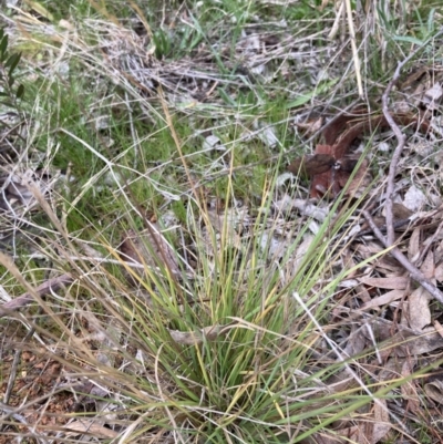Unverified Grass at Belconnen, ACT - 13 Aug 2023 by JohnGiacon