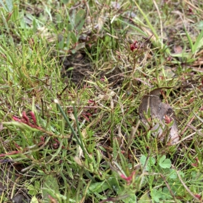 Haloragis heterophylla (Variable Raspwort) at Bruce, ACT - 13 Aug 2023 by JohnGiacon