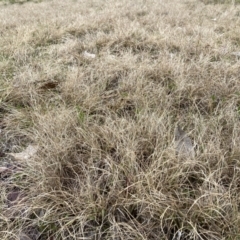 Eragrostis curvula (African Lovegrass) at Bruce, ACT - 13 Aug 2023 by JohnGiacon