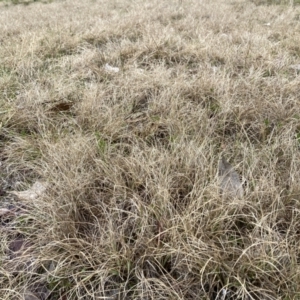 Eragrostis curvula at Bruce, ACT - 13 Aug 2023 01:52 PM